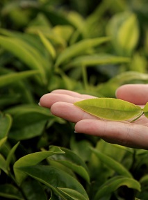 Plant_protection_web.jpg